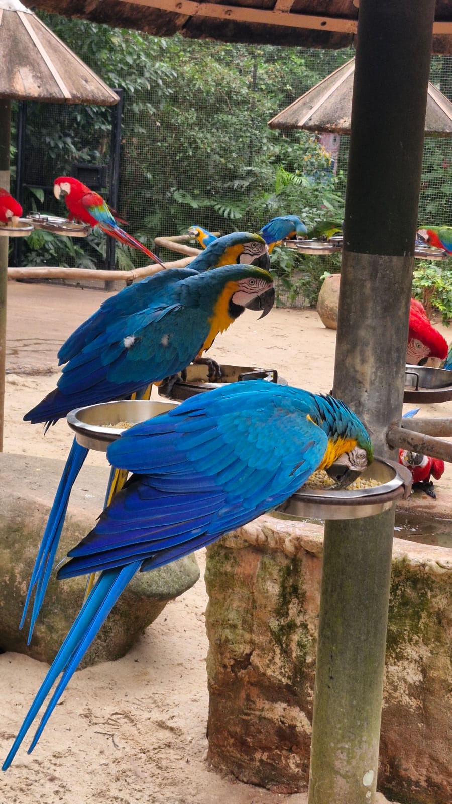 Parque das Aves Foz do Iguaçu
